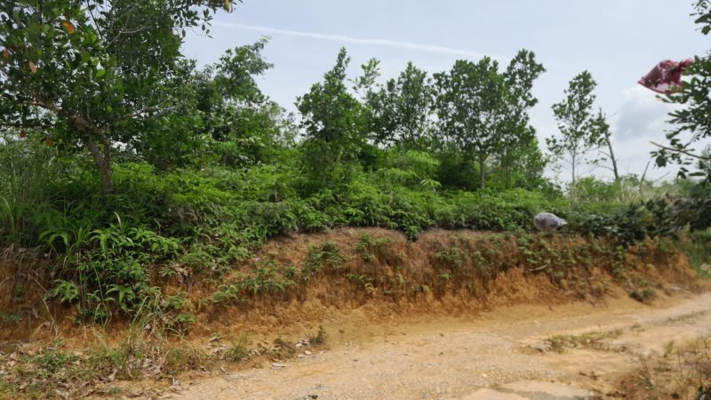 Tanah Pasir Putih Bungo Jambi (3)