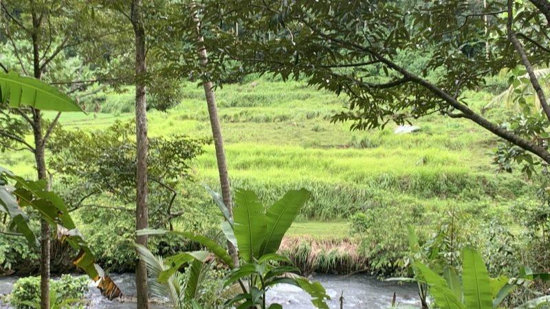 Tanah Wisata Bedeng Padarincang Serang (5)